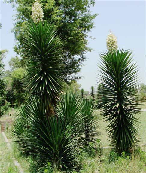Yucca aloifolia